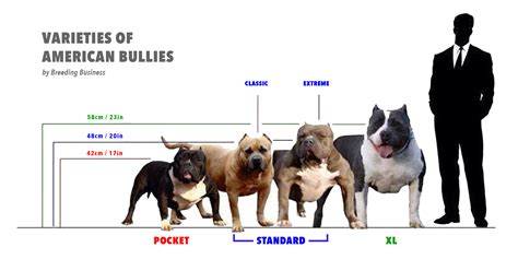 Classic bully weight.  There are four main types of American .  They're...