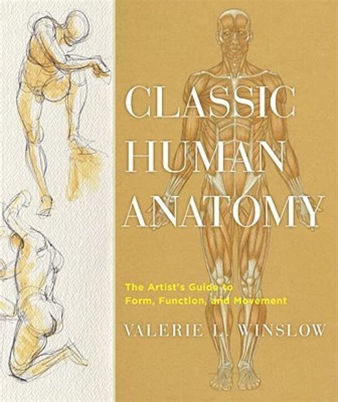 Classic human anatomy the artist s guide to form function. - How to convert auto to manual civic.