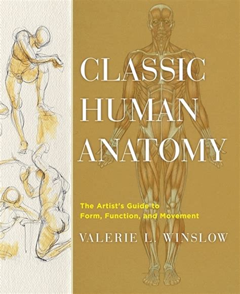 Read Classic Human Anatomy The Artists Guide To Form Function And Movement By Valerie L Winslow