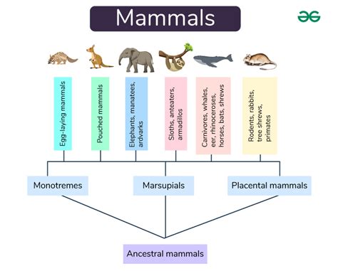 Classification of Living Things: Mammal Subclasses and …