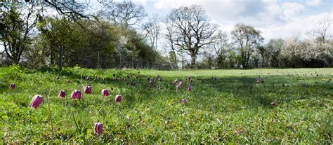 Clattinger Farm, Oaksey Coronation Meadows