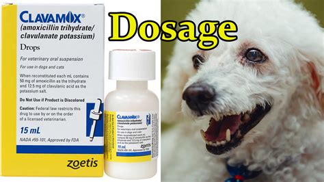 What is the Dose of Clavamox for Dogs? The Clavamox dosage f