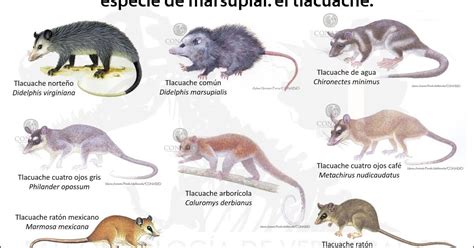 Clave para la determinación de los craneos de marsupiales y roedores chilenos. - Arquivo da paróquia de campo largo da piedade.