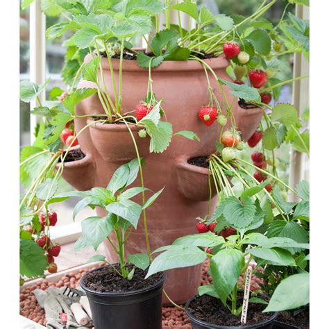 Clay Strawberry Pot Wayfair