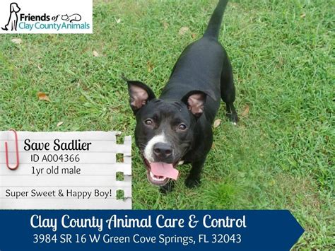 Clay county animal control. CLAY COUNTY BOARD OF COUNTY COMMISSIONERS. P.O. Box 1366 Green Cove Springs, FL 32043. Office Hours: 8:00 AM - 4:30 PM Phone: 904-269-6376 