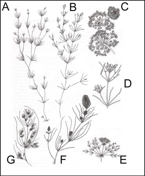 Clé de détermination pour les genres de charophytes. - Laboratory manual answers for biology 102.