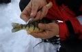 Clean a Perch in 10 Seconds.... Utah Wildlife Forum