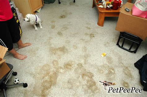 Clean dog pee from carpet. 1. Mix together 1 part white vinegar with 1 part water. Make enough of the solution that you’ll be able to fully soak the stained area with the mixture. [3] 2. Blot the stain with a rag soaked in the vinegar solution. Press firmly as you're blotting with the rag so the solution gets worked deep down into the stain. 