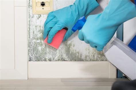 Cleaning mold off walls. 1 When mold is present on drywall and other hard-to-clean surfaces, hire an environmental expert to replace the moldy areas. 2 If mold is found on house framing, use a vacuum fitted with a HEPA filter to remove the excessive gross mold. 3 Sand the wood smooth, then apply a biocide to kill mold spores. 4 Encapsulate the mold with mold inhibitor. 