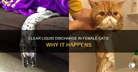 Clear Liquid Discharge In Female Cats Why It Happens PetShun