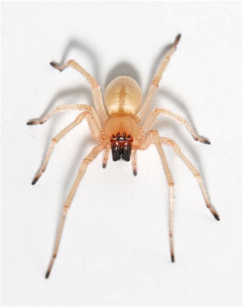 This albino-looking spider is commonly found in homes, high up 