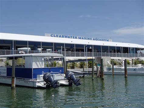 Clearwater marine. Visit the Clearwater Marine Aquarium. Another of the best things to do in Clearwater Beach with kids is to visit the Clearwater Marine Aquarium. The Aquarium is in its 50th year of rescuing and rehabilitating marine life! Kids (and adults) can get up close to the resident animals, including dolphins, sea turtles, otters, sharks, birds, and fish. 