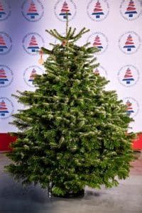 Clearwell Christmas Trees - bctga.co.uk