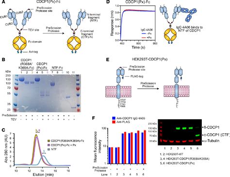 Cleaved CDCP1 marks the spot: a neoepitope for RAS-driven …