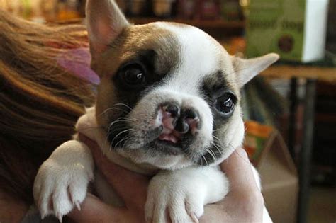 Cleft Palate French Bulldog Puppy