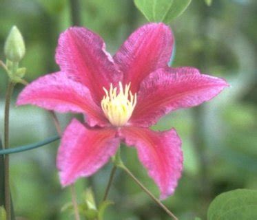 Clematis ‘Red Pearl’ – International Clematis Society