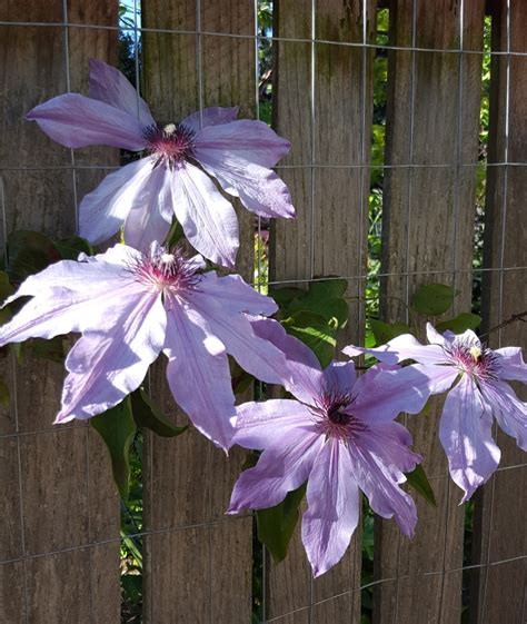 Clematis Utopia Clematis in Seattle