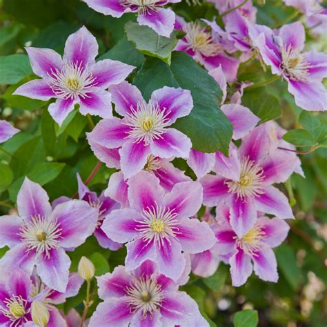 Clematis care in spring