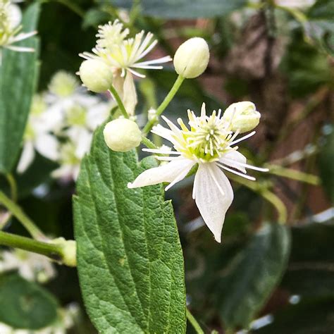 Clematis virginiana - Wikipedia