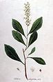 Clethra alnifolia - Wikispecies - Wikimedia