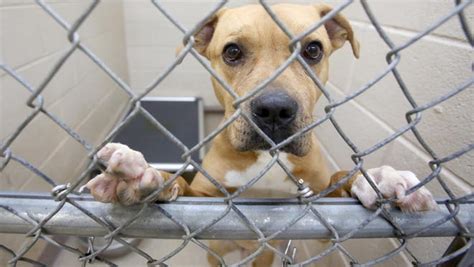 Cleveland animal shelter. Things To Know About Cleveland animal shelter. 