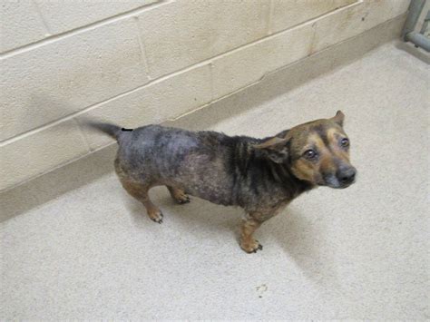 Cleveland county animal shelter. Learn more about Ark of Cleveland, Inc. in Cleveland, TN, and search the available pets they have up for adoption on Petfinder. Ark of Cleveland, Inc. in Cleveland, TN has pets available for adoption. 