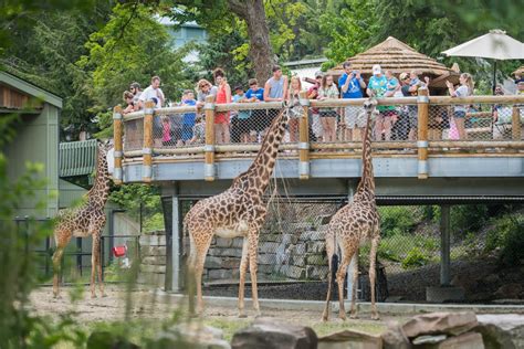 Cleveland metroparks zoo ohio. Northeast Ohio's most visited year-round attraction, Cleveland Metroparks Zoo's 183 rolling, wooded acres feature countless opportunities for guests to connect with wildlife. … 