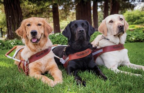 Clicker - Guide Dogs for the Blind