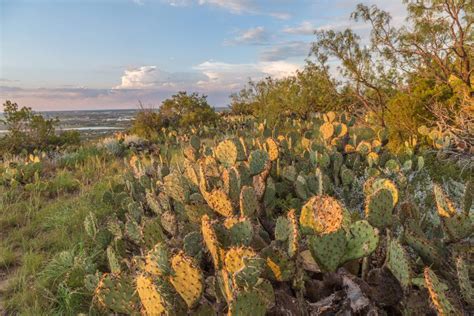 Clima cactus tx. Prepárate con el pronóstico para los próximos 10 días más preciso para Laredo, TX. Consulta la temperatura máxima y mínima y la probabilidad de lluvia en The Weather Channel y Weather.com 