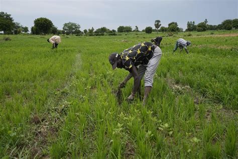 Climate and violence hobble Nigeria’s push to rely on its own wheat after the hit from Russia’s war