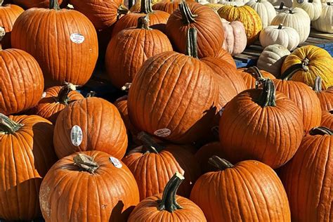 Climate change: Droughts, heavy rain turn Canada’s pumpkin harvest spooky