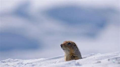 Climate change could mean fewer ‘date nights’ for Arctic ground squirrels