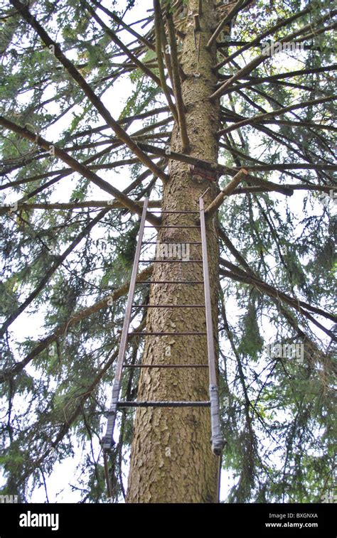 Climb tree to cut branches.  The cloth catching They look harmless until ...