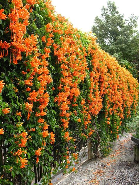 Climbing Bloom