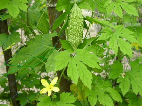 Climbing plant with bitter-tasting fruit, also known as bitter apple