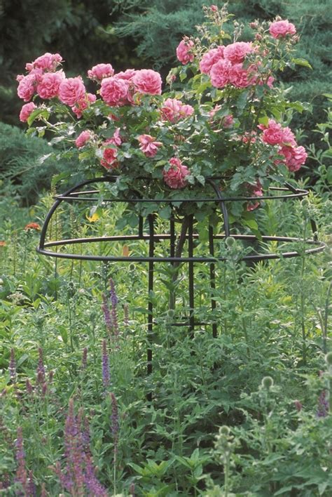 Climbing rose support structures.  Oct 11, 2025 · In both cases, it&rs...