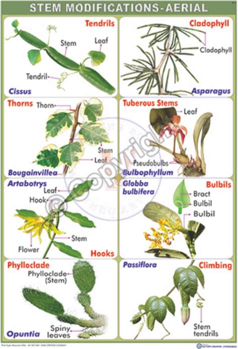 Climbing stem examples.  Functions.  Aerial Stem Modification In some plants, the aerial pa...