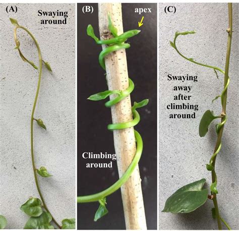 Climbing stem examples. Their stems exhibit unique morphological characteristics that facilitate...