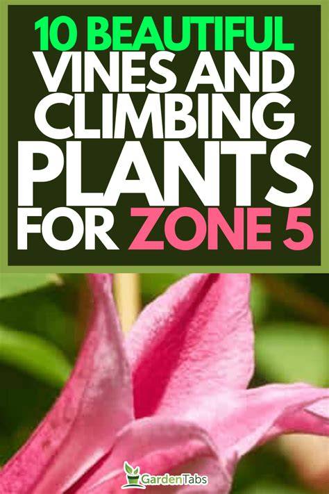 Climbing vines zone 5.  Zone 5 Shrubs & Vines Browse our convenient collection to f...