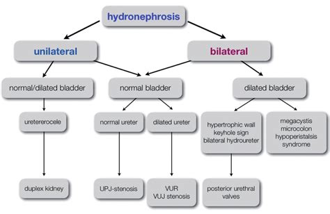 Clinical algorithm for the differential diagnosis in fetal