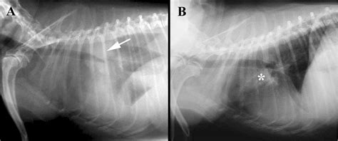 Clinical and Histopathological Features of a Thymolipoma in a Dog