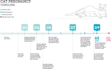 Clinical management of pregnancy in cats - PMC - National …