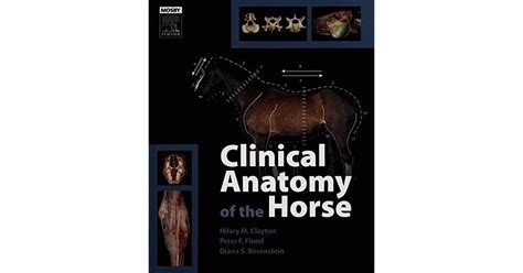 Download Clinical Anatomy Of The Horse By Hilary M Clayton