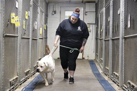 Clinton humane society. winnebago county animal services is a department of Winnebago County government covering more than 500 square miles and serving the more than 280,000 residents who call Winnebago County home. We provide a number of services including pet licensing and registration, veterinary care to animals in need, animal welfare and cruelty investigations, … 