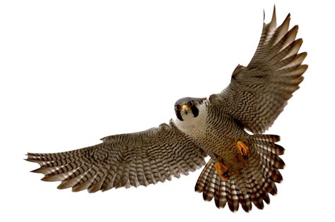 Find high quality Falcon Flying, all png clipart images with transparent backgroud can be download for free! Please use and share these clipart pictures with your friends . ... Art, Animal, Feathers - Red Falcon Vector Fly. 640*565. 8. 1. PNG. Drawn Falcon Flying - Flying Falcon Clipart.
