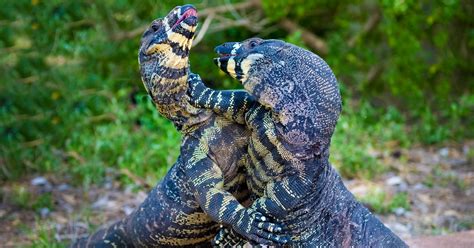 Clip of two giant monitor lizards ‘hugging’ outside Covid-19 …