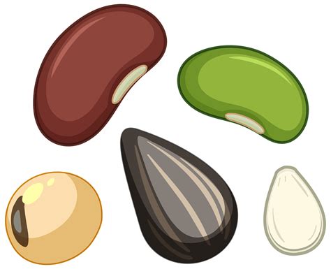 Find Seed Clipart stock illustrations from Getty Images. Select from premium Seed Clipart images of the highest quality.