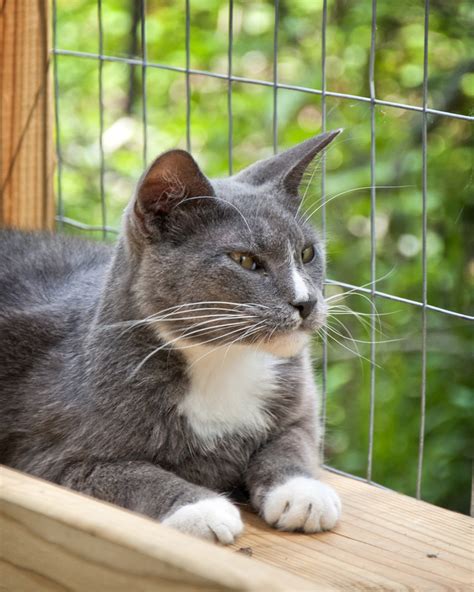 Clipped Ear Cat Sanctuary, Conroe, TX (2024) - voofla.com