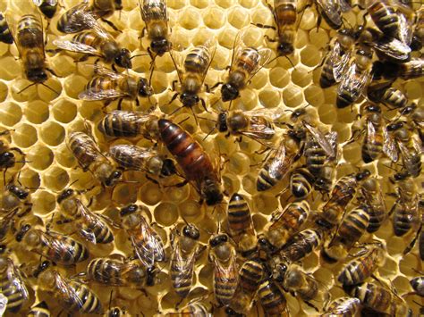 Clipping the Wings of Honeybee Queens - BeeKeepClub Honey …