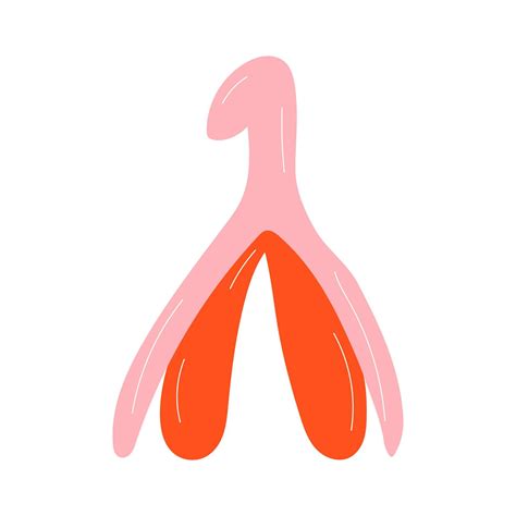 Clithoris
